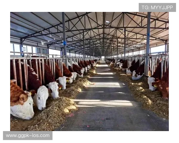 欧博abg集团官网未来发展规划与创新服务展望